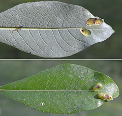 Euura bridgmanii