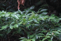 Machilus leptophylla