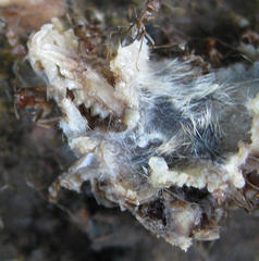 Anoplolepis steingroeveri