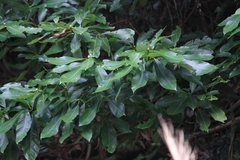 Machilus leptophylla