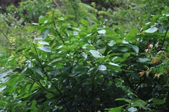 Machilus leptophylla