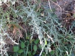 Centaurea corcubionensis