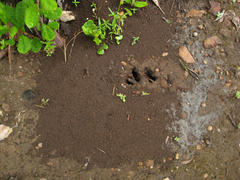 Anoplolepis steingroeveri