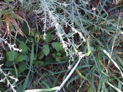 Centaurea corcubionensis