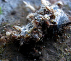 Anoplolepis steingroeveri