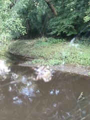 Araneus bicentenarius