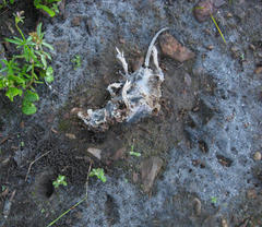 Anoplolepis steingroeveri