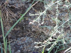 Centaurea corcubionensis