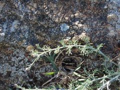 Centaurea corcubionensis