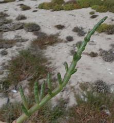 Salicornia natalensis image