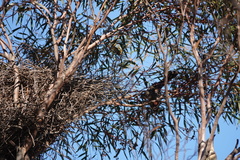 Pomatostomus ruficeps