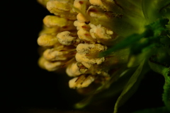 Microbotryaceae