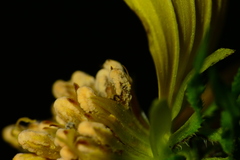 Microbotryaceae