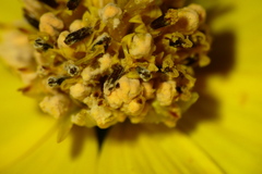 Microbotryaceae