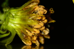 Microbotryaceae