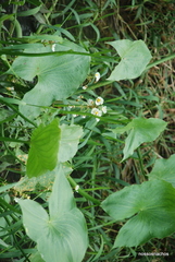 Echinodorus grandiflorus