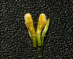 Microbotryaceae