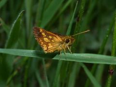 Butleria paniscoides