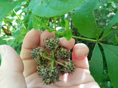 Eleutherococcus sessiliflorus