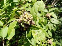 Eleutherococcus sessiliflorus