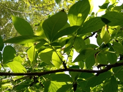 Eleutherococcus sessiliflorus