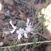 Ocimum obovatum - Photo (c) Arista Botha, algunos derechos reservados (CC BY-NC-SA), subido por Arista Botha