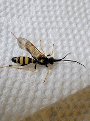 Ichneumon annulatorius