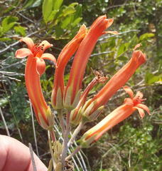 Tylecodon grandiflorus