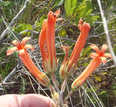 Tylecodon grandiflorus