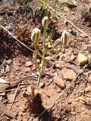 Albuca setosa