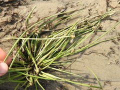 Cyperus pannonicus