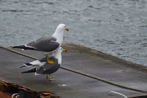 Black-tailed Gull｜黑尾鸥 参考照片