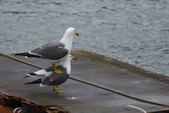Larus crassirostris