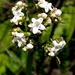 Valeriana capensis - Photo (c) Kate Braun, algunos derechos reservados (CC BY-NC), subido por Kate Braun