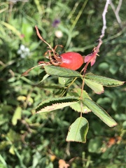 Rosa caesia glauca