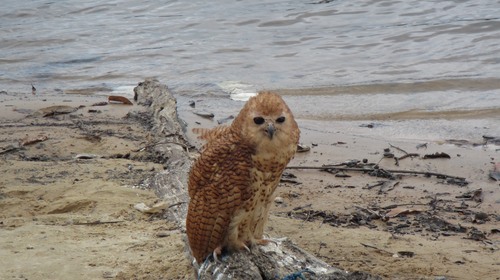Pel's Fishing Owl (Scotopelia peli), photo 10
