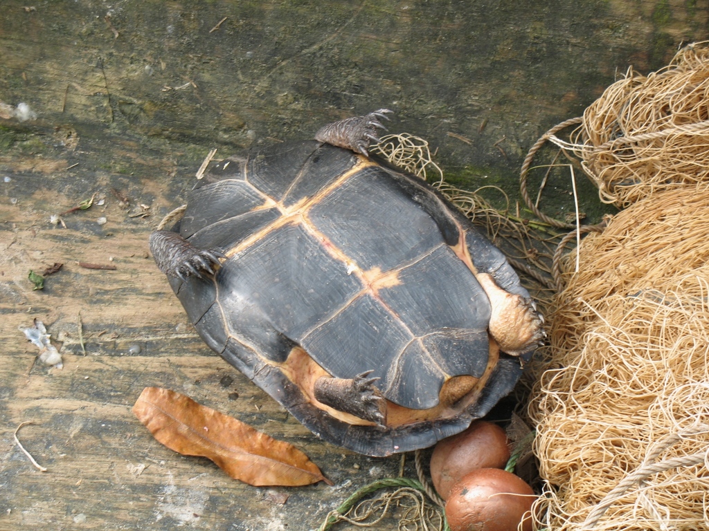 West African Black Mud Turtle