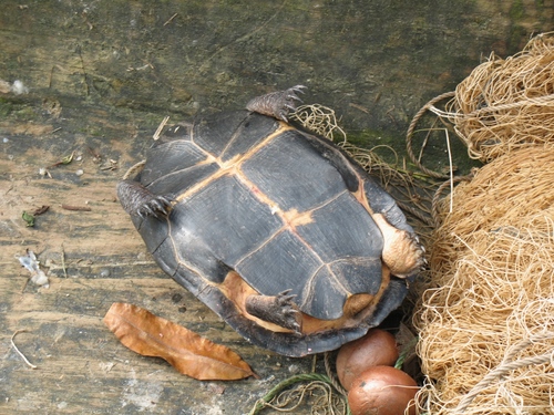 West African Black Mud Turtle