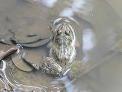 Hoplobatrachus crassus