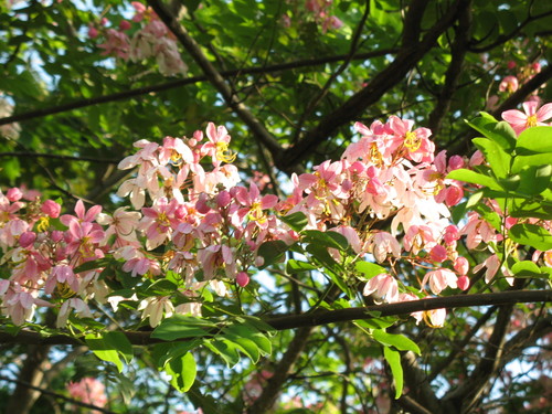 Cassia mannii image