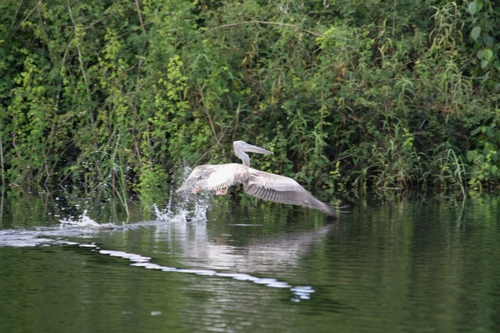 Pink-backed Pelican