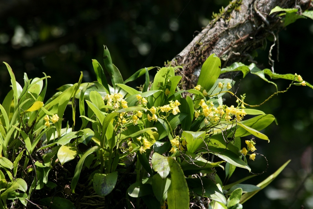 Polystachya odorata
