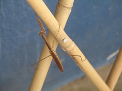 Image of Tenodera superstitiosa