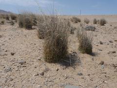 Stipagrostis ciliata capensis