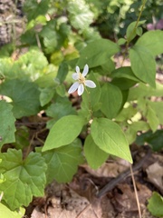 Doellingeria infirma