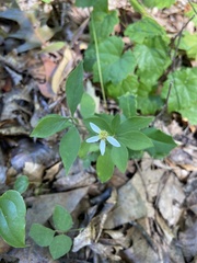 Doellingeria infirma