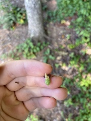 Doellingeria infirma