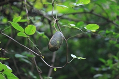 Akebia trifoliata