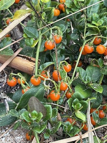 Solanum litoraneum