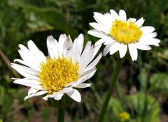 Adenanthellum osmitoides